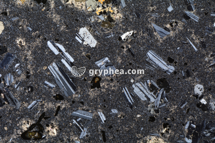 Trachyte LPA x3,5 - gryphea.com